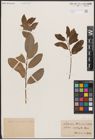 Foto von Salix L.